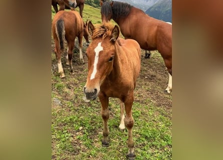 Freiberger Mix, Mare, Foal (05/2024), Chestnut-Red