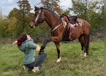 Freiberger, Merrie, 12 Jaar, 155 cm, Bruin