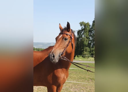 Freiberger, Merrie, 17 Jaar, 157 cm, Bruin