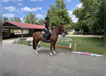 Freiberger, Merrie, 4 Jaar, 158 cm, Bruin