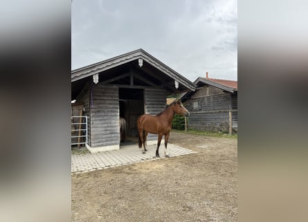 Freiberger, Merrie, 6 Jaar, 155 cm, Brauner