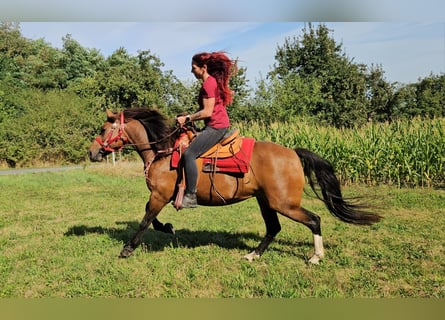 Freiberger, Merrie, 9 Jaar, 152 cm, Bruin
