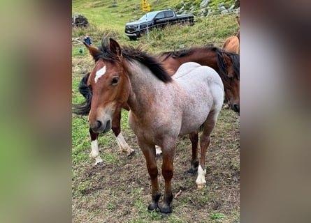 Freiberger Mix, Merrie, veulen (04/2024), Brown Falb schimmel