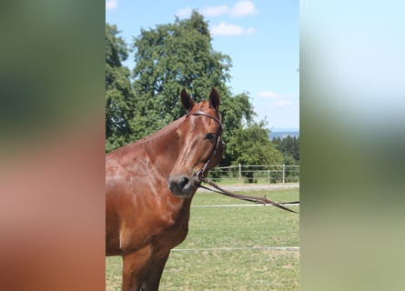 Freiberger, Ruin, 3 Jaar, 153 cm, Donkere-vos