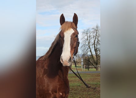 Freiberger, Ruin, 7 Jaar, 160 cm, Vos