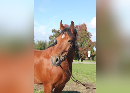 Freiberger, Ruin, 7 Jaar, 163 cm, Bruin