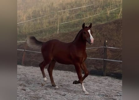 Freiberger, Semental, Potro (03/2026), Castaño oscuro