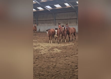 Freiberger, Stallion, 1 year, 15.2 hh, Brown
