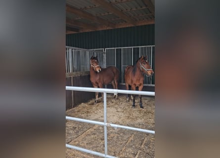 Freiberger, Stallion, 2 years, 15,2 hh, Brown