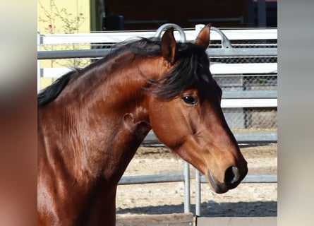 Freiberger, Stallion, 4 years, 14.3 hh, Brown