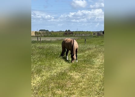 Freiberger, Stallion, 6 years, 15,1 hh, Brown