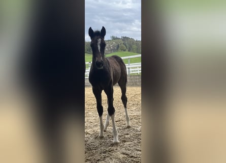 Freiberger, Stallion, , 15.1 hh, Bay-Dark