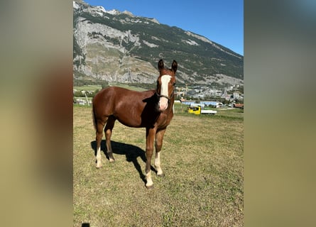 Freiberger, Stallion, Foal (04/2026), 15 hh, Brown