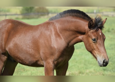Freiberger, Stallion, Foal (04/2025), 15,1 hh, Brown