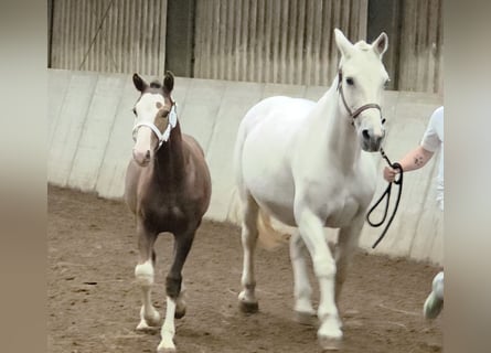 Freiberger, Stallion, Foal (05/2025), 15,1 hh, Chestnut