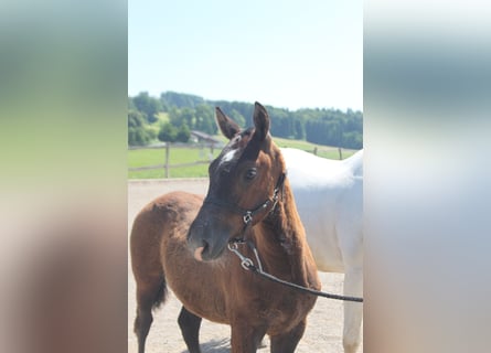 Freiberger, Stallion, Foal (02/2025), Can be white