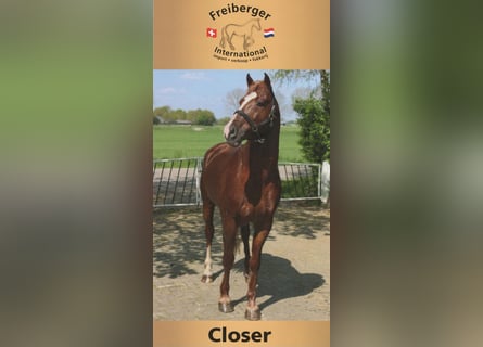 Freiberger, Stallion, 12 years, 15,2 hh, Sorrel