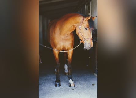 Freiberger, Stute, 10 Jahre, Brauner