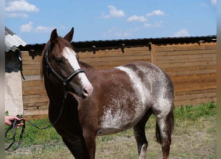 Freiberger, Stute, 11 Jahre, 160 cm, Rotfuchs