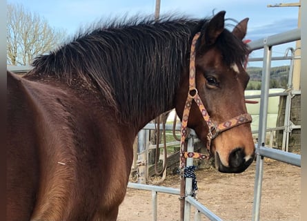 Freiberger, Stute, 15 Jahre, 152 cm, Brauner