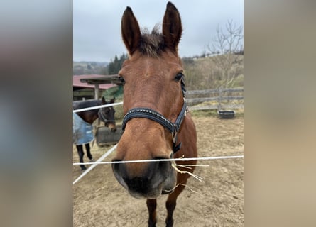 Freiberger, Stute, 17 Jahre, 156 cm, Brauner
