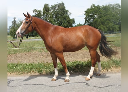 Freiberger, Stute, 3 Jahre, 154 cm, Brauner