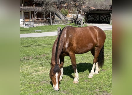 Freiberger, Stute, 3 Jahre, 156 cm, Brauner