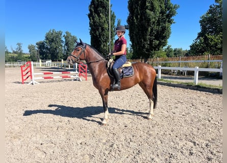 Freiberger, Stute, 3 Jahre, 157 cm, Brauner