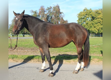 Freiberger, Stute, 3 Jahre, 158 cm, Schwarzbrauner