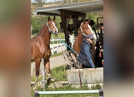 Freiberger, Stute, 3 Jahre, 160 cm, Brauner