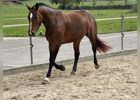 Freiberger, Stute, 3 Jahre, Dunkelbrauner