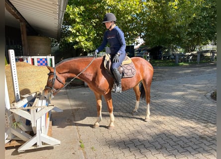 Freiberger, Stute, 4 Jahre, 153 cm, Brauner