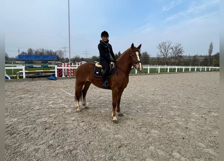 Freiberger, Stute, 4 Jahre, 155 cm, Fuchs