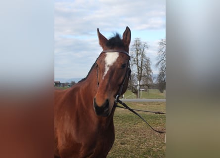 Freiberger, Stute, 5 Jahre, 156 cm, Brauner