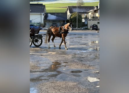 Freiberger, Wałach, 3 lat, 157 cm, Gniada