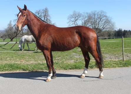 Freiberger, Wałach, 3 lat, 160 cm, Gniada