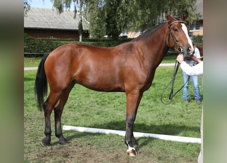 Freiberger, Wałach, 4 lat, 159 cm, Ciemnogniada