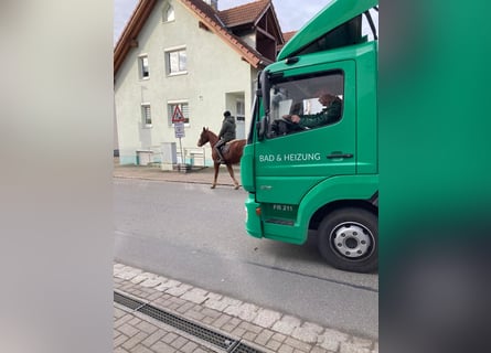 Freiberger, Wałach, 4 lat, 165 cm, Ciemnokasztanowata