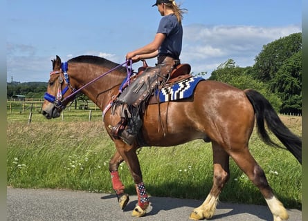Freiberger, Wałach, 5 lat, 155 cm, Gniada