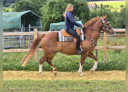 Freiberger, Wallach, 15 Jahre, 157 cm, Fuchs