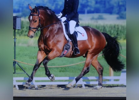 Freiberger, Wallach, 18 Jahre, 160 cm, Brauner