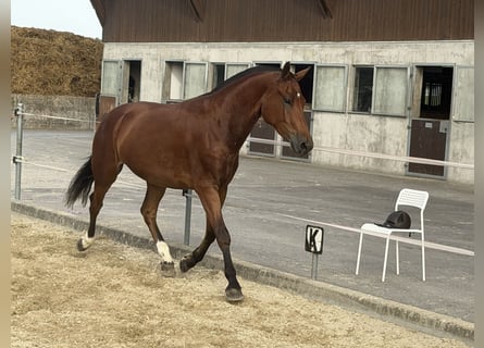 Freiberger, Wallach, 3 Jahre, 158 cm, Brauner