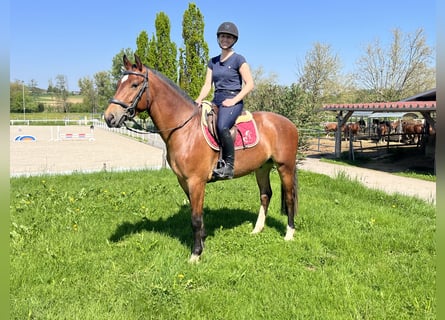 Freiberger, Wallach, 3 Jahre, 159 cm, Dunkelbrauner