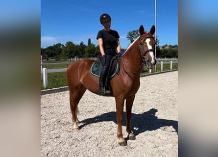 Freiberger, Wallach, 3 Jahre, 159 cm, Fuchs