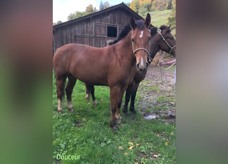 Freiberger, Wallach, 3 Jahre