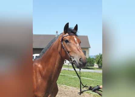 Freiberger, Wallach, 4 Jahre, 157 cm, Brauner