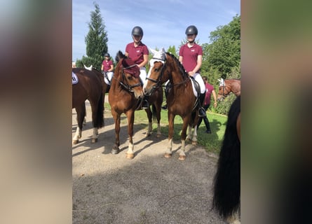 Freiberger, Wallach, 4 Jahre, 159 cm, Brauner