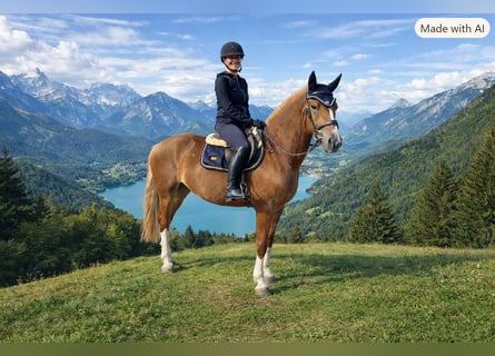 Freiberger, Wallach, 4 Jahre, 159 cm, Fuchs