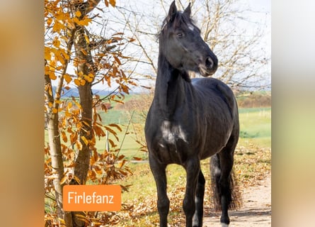 Freiberger Mix, Wallach, 5 Jahre, 150 cm, Rappe
