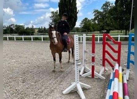 Freiberger, Wallach, 5 Jahre, 158 cm, Brauner